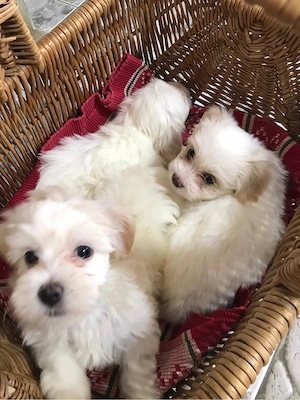 vând pui Bichon Maltez - imagine 2