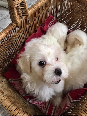 vând pui Bichon Maltez