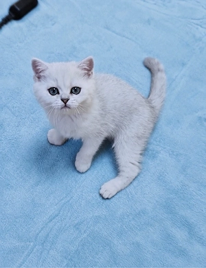 motanei british shorthair chinchilla silver - imagine 3