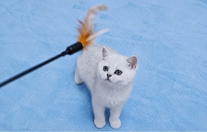 motanei british shorthair chinchilla silver