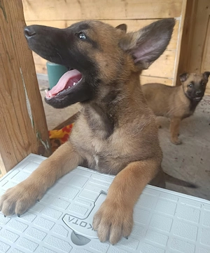 Catel Malinois - imagine 4