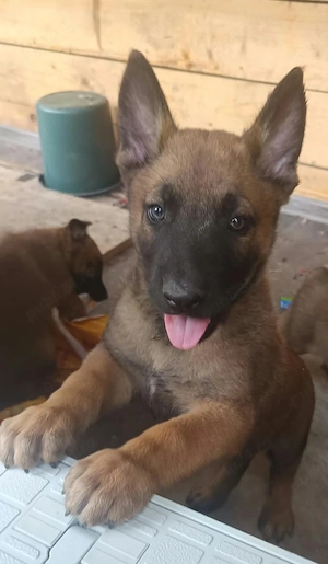 Catel Malinois - imagine 5