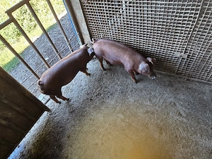 Purcei Duroc 