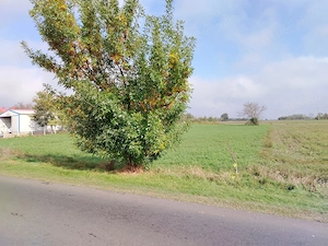 Teren 2.600 mp - deschidere 35m-intrare Pogoanele dinspre Buzau - imagine 6
