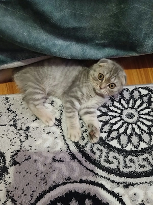 Puiuț de scottish fold  - imagine 4
