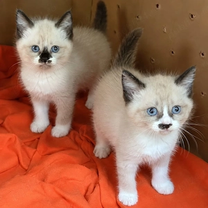 Ragdoll puiuți frumoși 