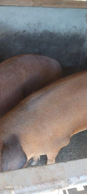 Porci DUROC de vânzare  - imagine 3