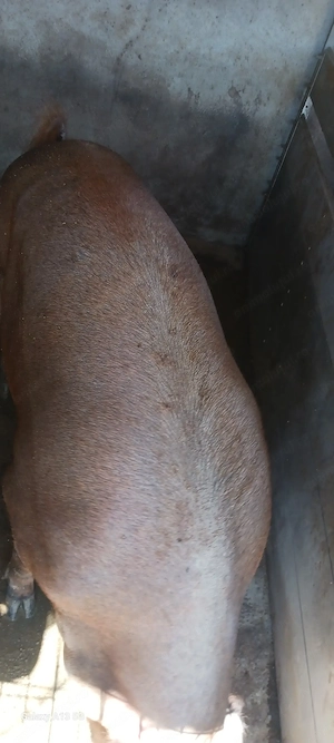 Porci DUROC de vânzare  - imagine 5