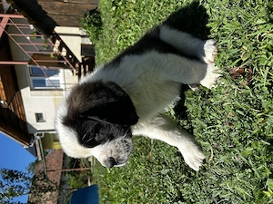 Pui de Saint Bernard (Mascul) - imagine 2