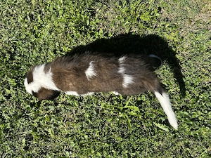 Pui de Saint Bernard (Mascul) - imagine 3
