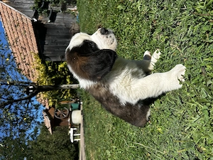 Pui de Saint Bernard (Mascul)