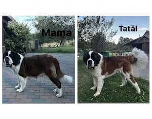 Pui Saint Bernard (Femela) - imagine 5