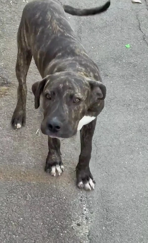 vând pui cane corso &amstaff - imagine 2