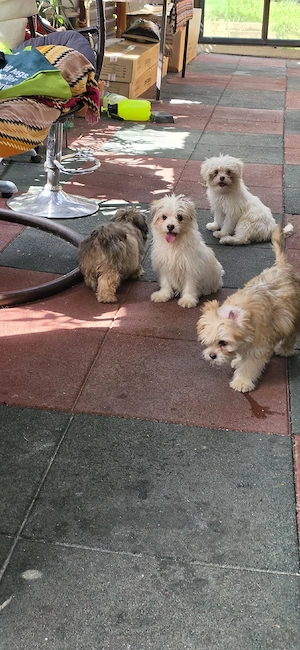 Vând urgent Bichon Havanez   3 luni, 3 fetițe și 1 băiețel!    Pui adorabili, jucăuși și iubitori!