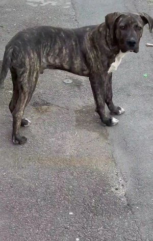 vând pui cane corso &amstaff