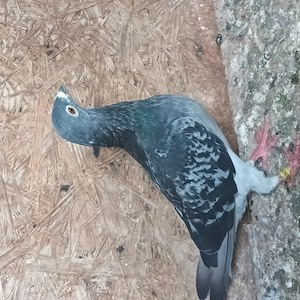 Porumbei voiajori de concurs 