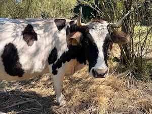 Vaca de vanzare 