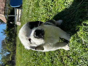 Pui Saint Bernard (Femela) - imagine 4