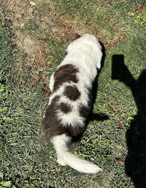 Pui Saint Bernard (Femela) - imagine 3