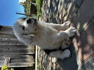Pui Saint Bernard (Femela) - imagine 2