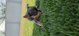 Pui yorkshire terrier toy  - imagine 3