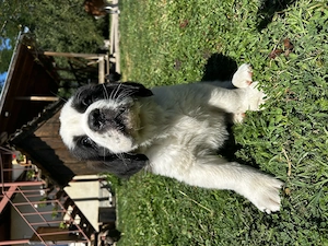 Pui de Saint Bernard (Mascul) - imagine 5