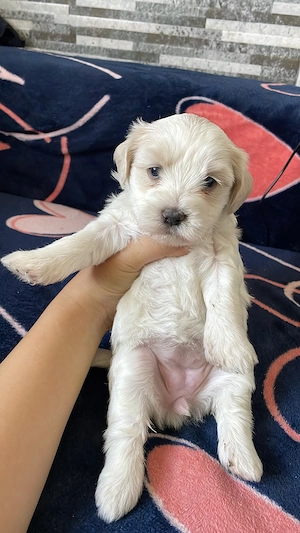 Pui bichon maltez 