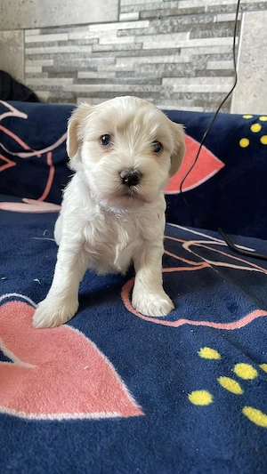 Pui bichon maltez  - imagine 3