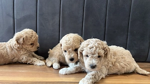 Maltipoo toy - imagine 2
