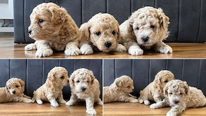 Maltipoo toy - imagine 3