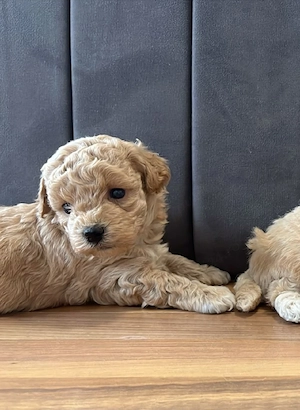 Maltipoo toy - imagine 4