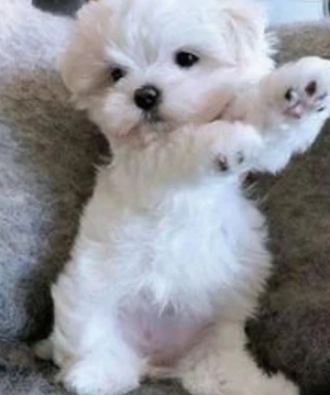 Bichon maltez mini toy