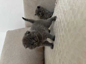 British shorthair  scottish fold - imagine 2
