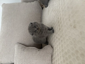 British shorthair  scottish fold - imagine 5