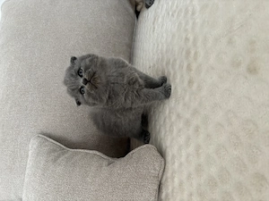 British shorthair  scottish fold - imagine 3
