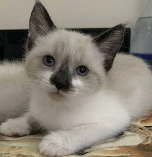 Ragdoll puiuți 