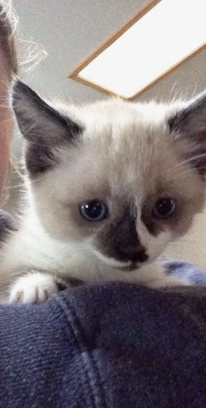 Ragdoll puiuți  - imagine 2