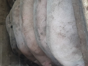 Porci de vanzare