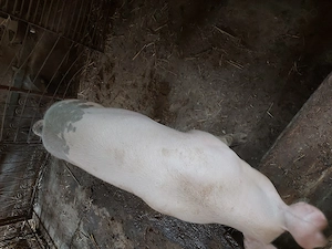 vand porc de 90 kg,pret 1200 lei