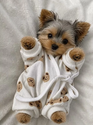 Yorkshire terrier talie mica 