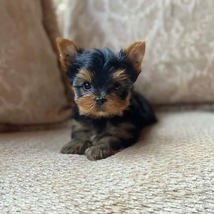 Yorkshire terrier talie mica  - imagine 2