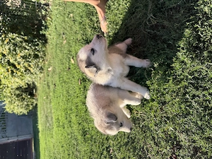 Puiuti husky - imagine 5