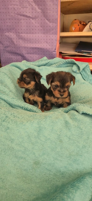 vând doi băiețel yorkshire terrier  - imagine 2