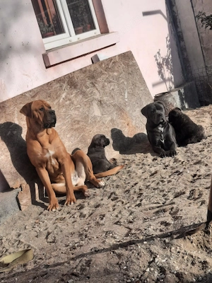 Cățelusi cane corso blue - imagine 3