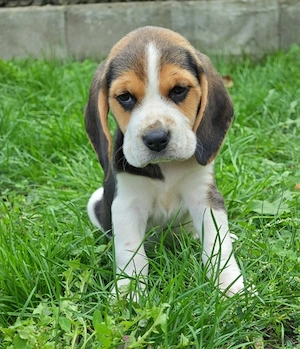 Catei beagle 6 saptamani