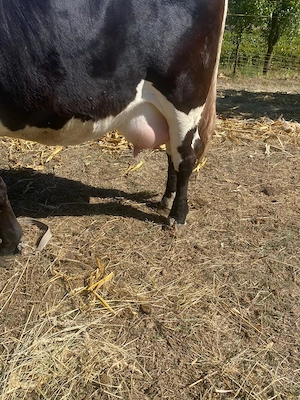 Vaca recent fătată cu vițel  - imagine 3