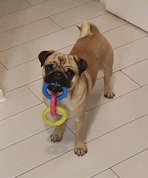 Macho pug mops drept de reproducere nu este de vanzare
