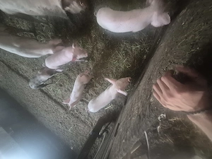 Vând purceii de 11 săptămâni 