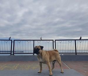 Macho pug mops drept de reproducere nu este de vanzare - imagine 5