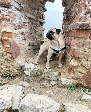 Macho pug mops drept de reproducere nu este de vanzare - imagine 4